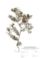 藏品(美國落葉松)的圖片